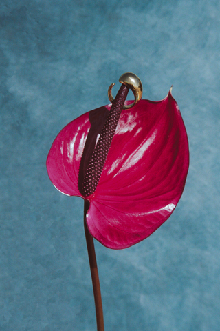 NAiiA Lena Ring _ 14K Yellow Gold Dome Ring still life